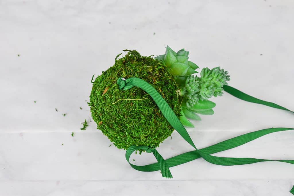 attach ribbon to moss ball